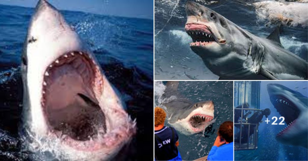 Panic Over Monstrous 13ft Great White Shark ‘breton’ Tracked Dangerously Close To Florida Beach