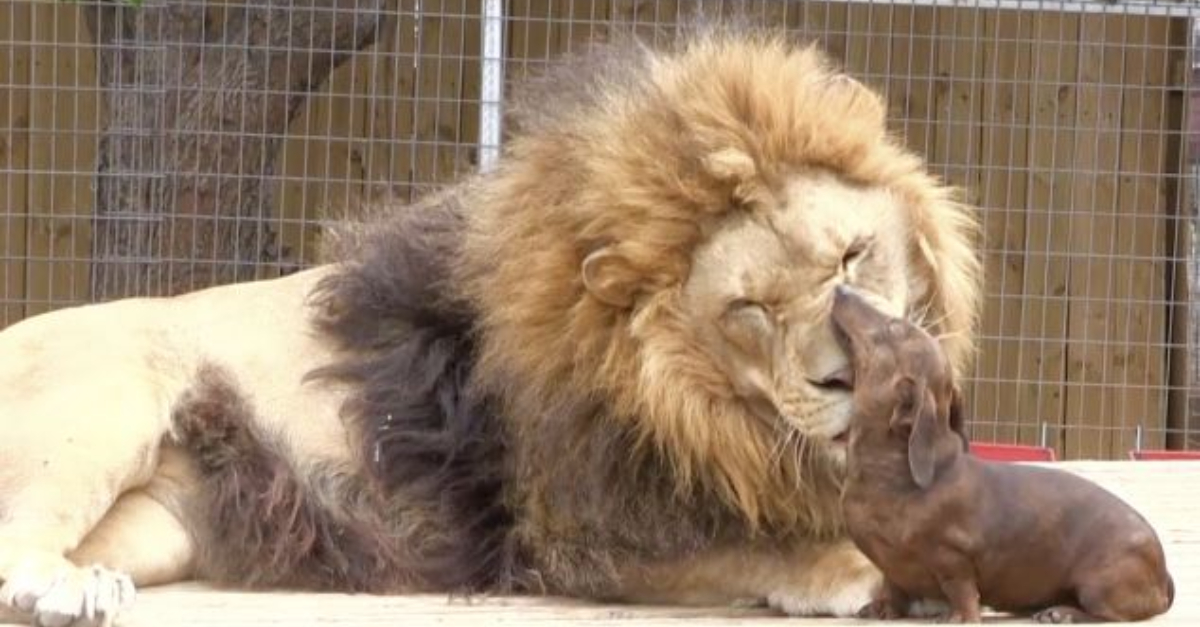 Unlikely Companions: Disabled 500-Pound Lion and Inseparable Dachshund Pal.NP