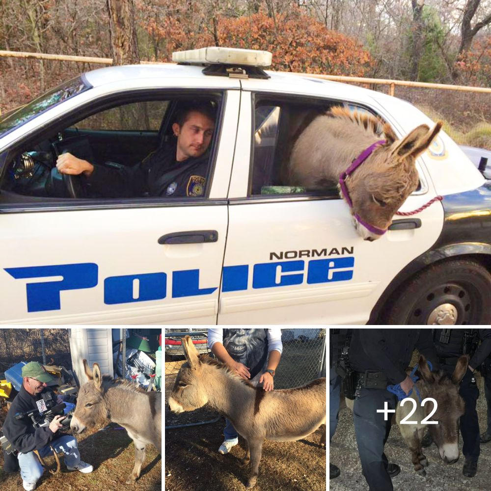 Cop Saves Donkey from Oncoming Traffic, and the Donkey’s Touching Act of Gratitude Will Melt Your һeагt!