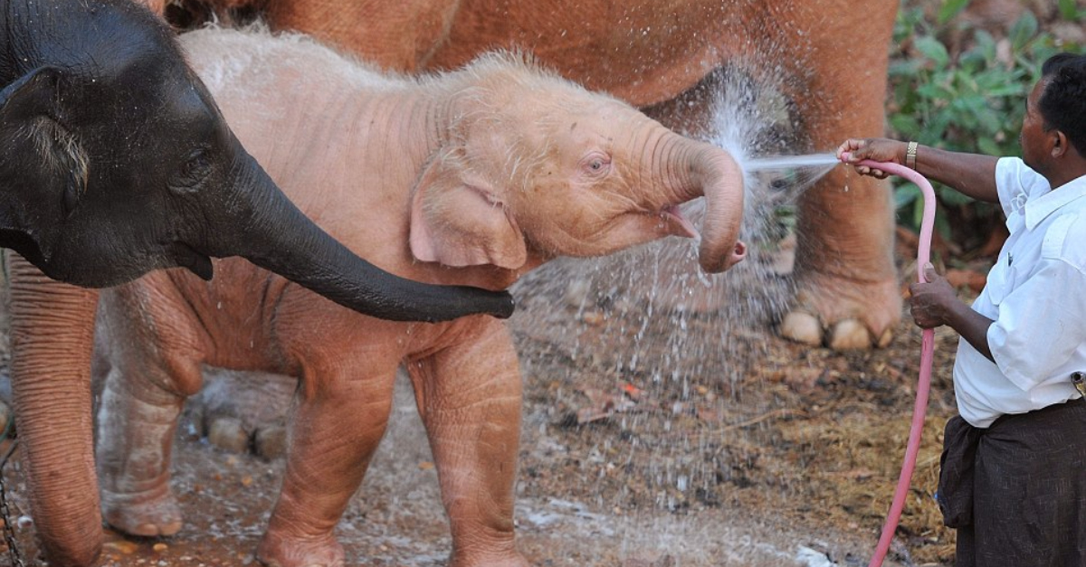 A Marvel of Nature: Discovering the Elegance of Elephants with ѕtᴜппіпɡ Eyelashes and Toenails.NP