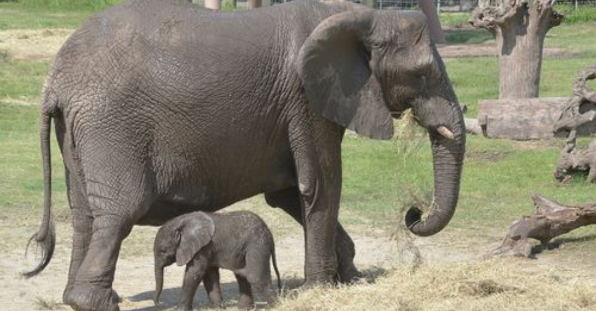 Lowry Park Zoo Welcomes Adorable New Baby Elephant, Winning Hearts Everywhere.NP